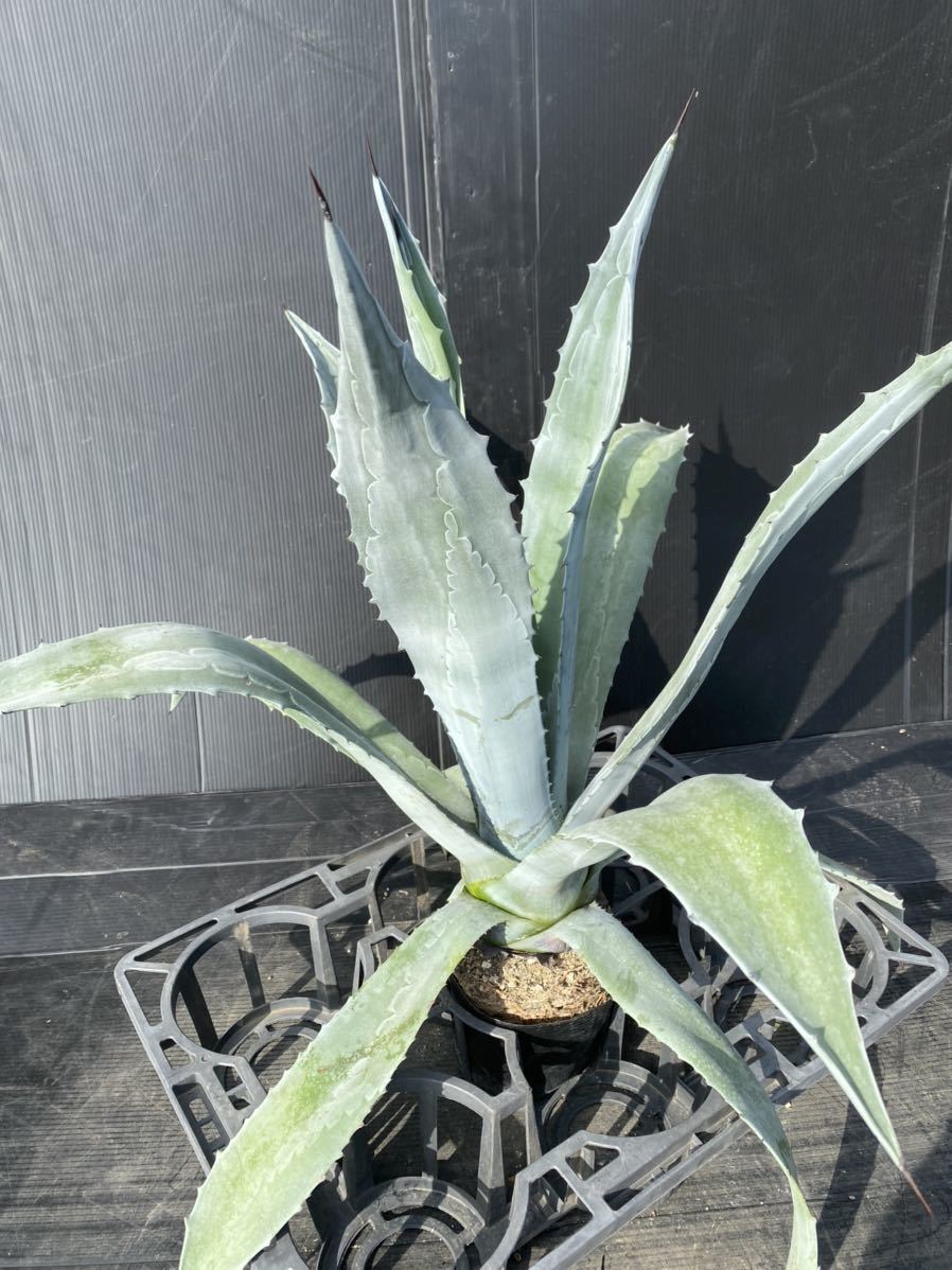 Agave americana？ アメリカーナ？ 大株 美株 3 アガベ Agave 大株 0