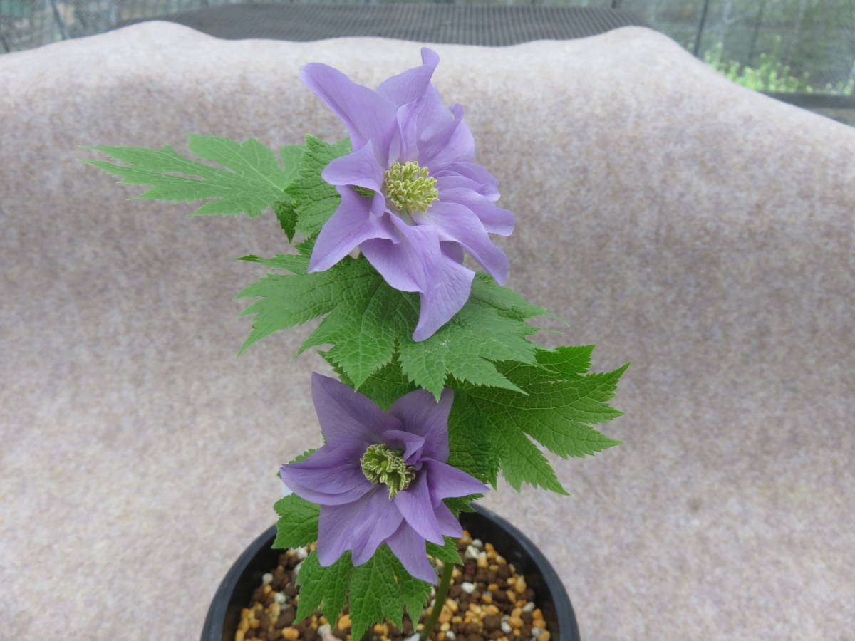 山野草、シラネアオイ、八重咲（多弁花系）9 鉢植え 花、園芸 【公式通販】