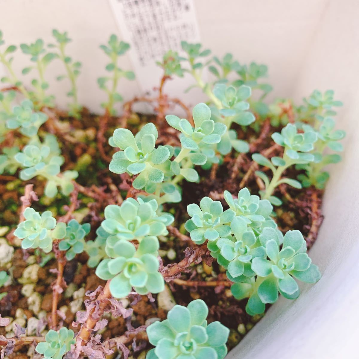 多肉植物 セダム カット苗 レア ローズセダム(サボテン)｜売買された 
