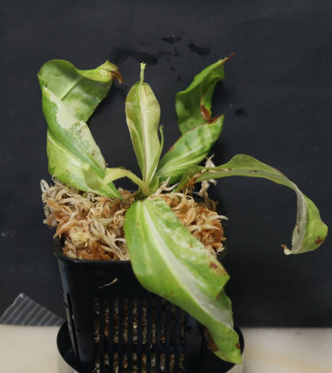 △△△△△Nepenthes mirabilis　”variegata”　ウツボカズラ　ネペンテス属　食虫植物