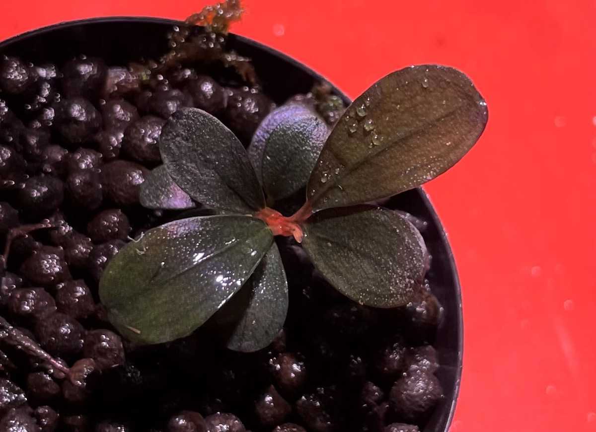最安値，格安 Bucephalandra sp.Capek-II AZ0212-X ブセファランドラ(その他)｜売買されたオークション情報、yahooの商品情報をアーカイブ公開 - オークファン その他