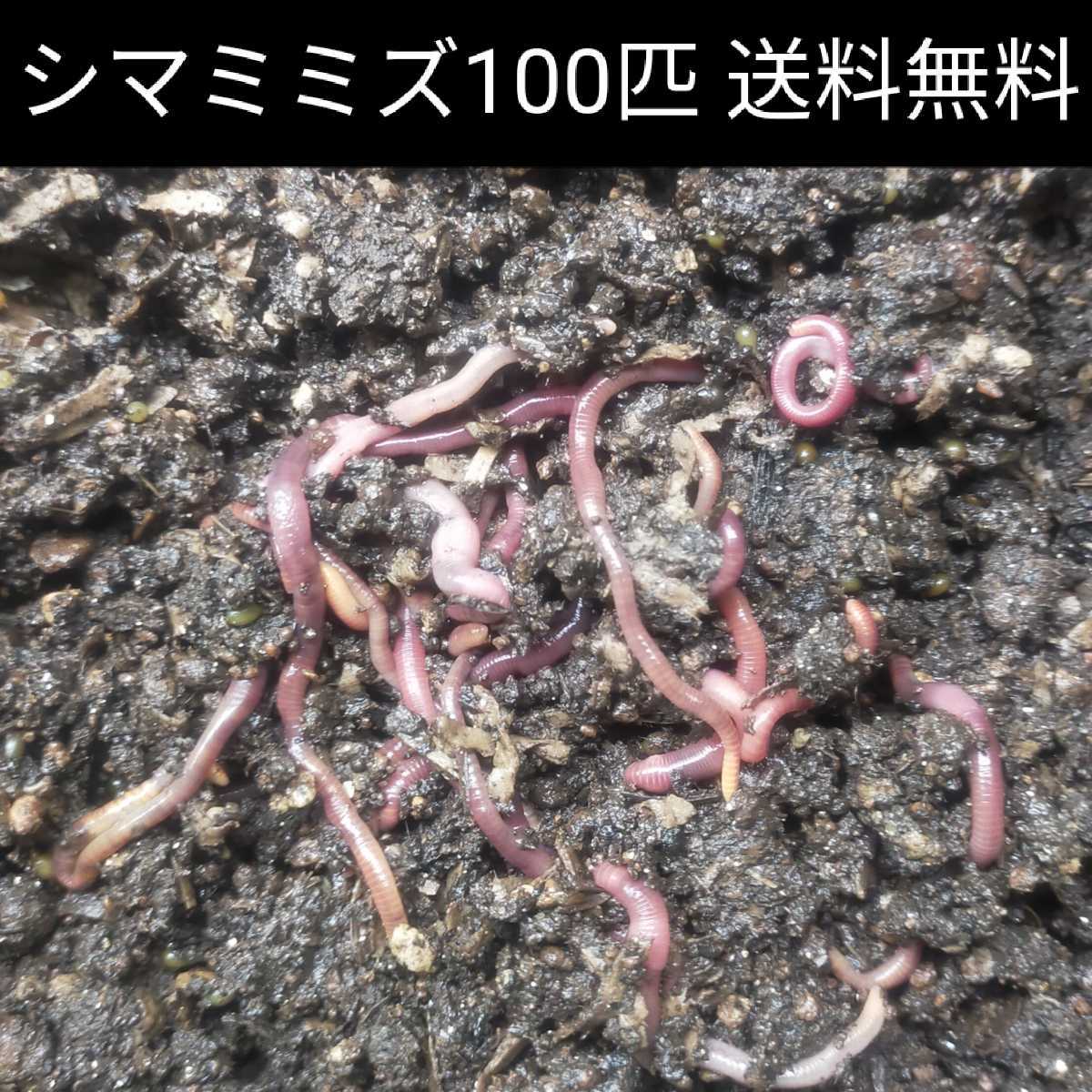 シマミミズ100匹 釣り餌 ミミズコンポスト 生き餌 売買されたオークション情報 Yahooの商品情報をアーカイブ公開 オークファン Aucfan Com
