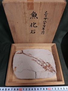 魚 化石のYahoo!オークション(旧ヤフオク!)の相場・価格を見る｜Yahoo