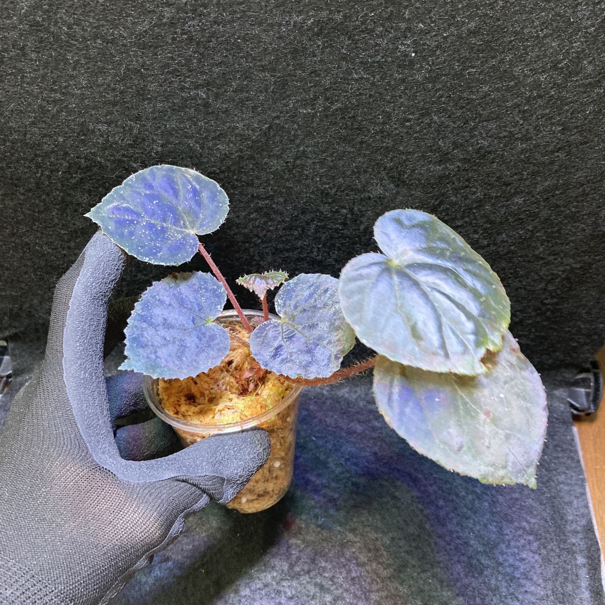 青光り Begonia Sp Metachroa 熱帯植物 パルダリウム テラリウム ベゴニアsp メタクロア その他 売買されたオークション情報 Yahooの商品情報をアーカイブ公開 オークファン Aucfan Com 青光り Begonia Sp Metachroa 熱帯植物 パルダリウム テラリウム ベゴニアsp メタクロア その他 売買されたオークション情報 Yahooの商品情報をアーカイブ公開 オークファン Aucfan Com