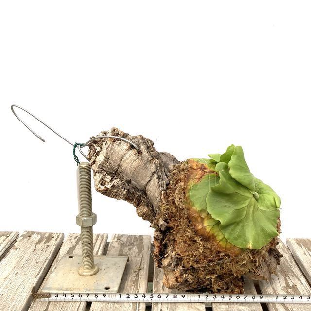 (現品) コウモリラン キッチャクード (No.40618) (ビカクシダ platycerium 'Mt.kitshakood' リドレイ × コロナリウム)