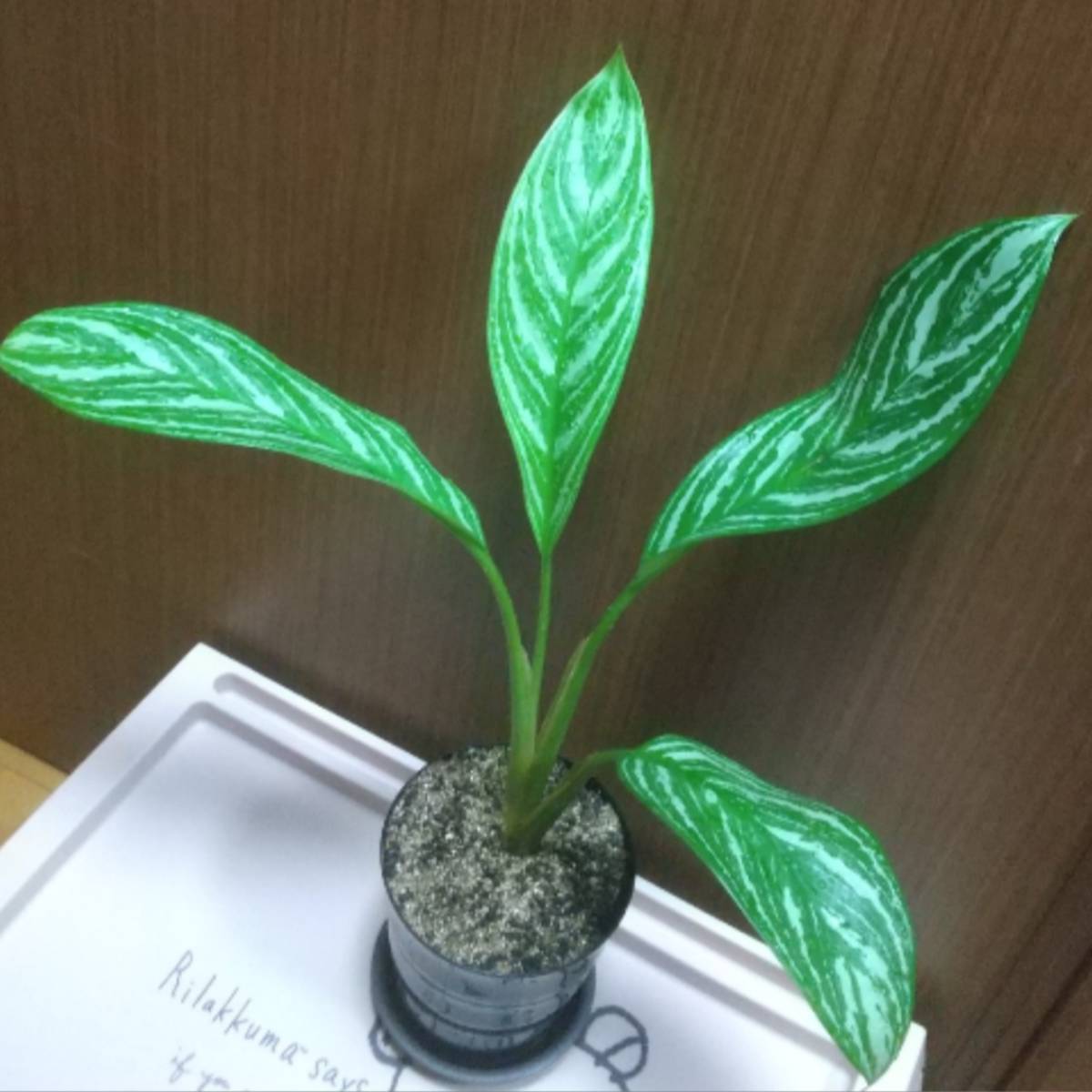 アグラオネマ カーティシー本物株 Gw思い付き出品 葉数少なめ 1円スタートしてみます かも まだ未公開 観葉植物 売買されたオークション情報 Yahooの商品情報をアーカイブ公開 オークファン Aucfan Com アグラオネマ カーティシー本物株 Gw思い付き出品 葉数少なめ 1円スタートしてみます かも まだ未公開 観葉植物 売買されたオークション情報 Yahooの商品情報をアーカイブ公開 オークファン Aucfan Com