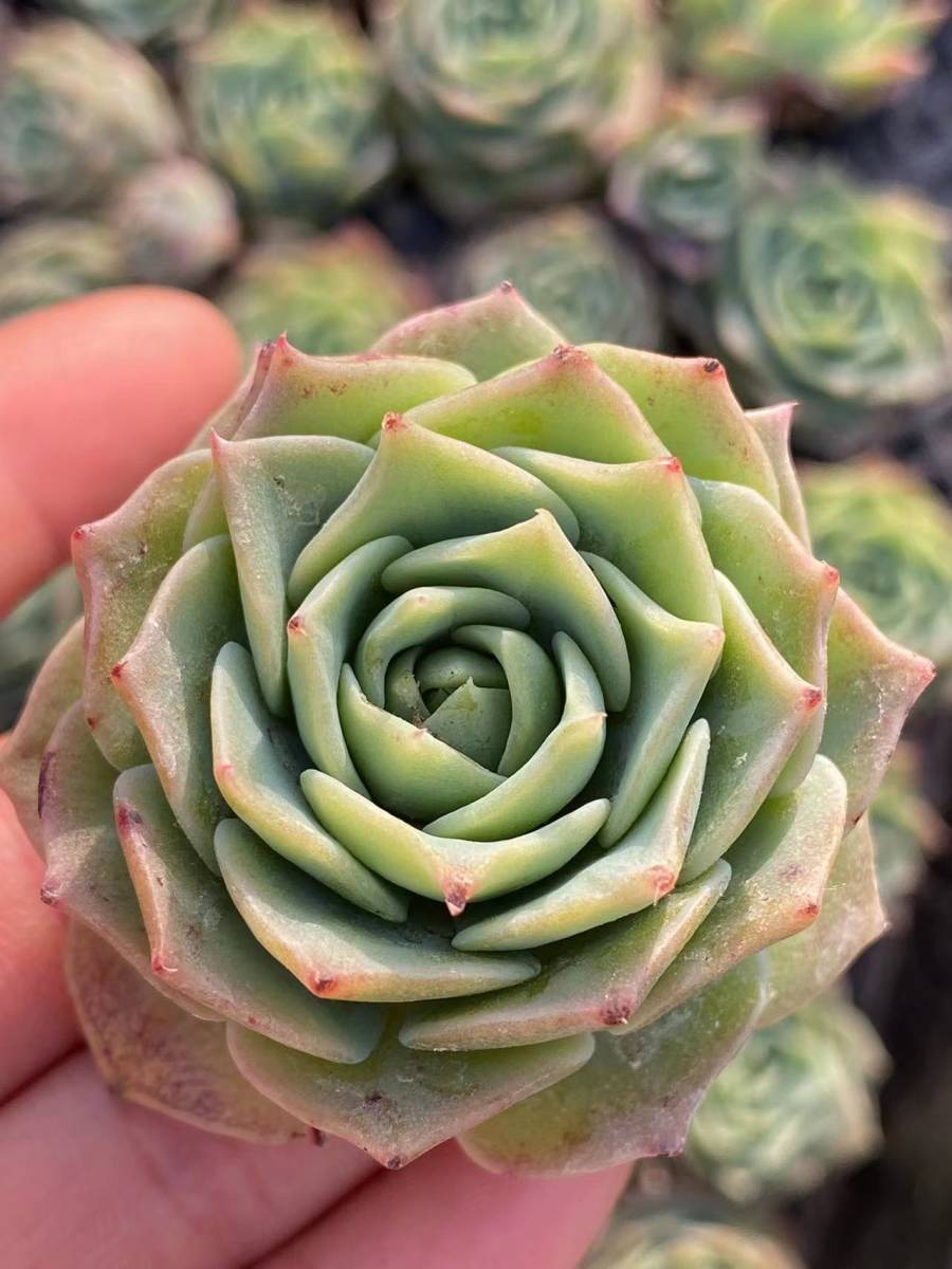 多肉植物 エケベリア ベンケイソウ科 グラプトベリア属 Jadeita 芸 サボテン 25個 観葉植物 花 園芸 東京在庫 最短当日出荷kod231 サボテン 売買されたオークション情報 Yahooの商品情報をアーカイブ公開 オークファン Aucfan Com