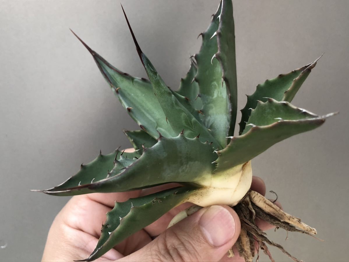 アガベ ジェントリージョーズ ③ カキ仔 中株 観葉植物 アガベ