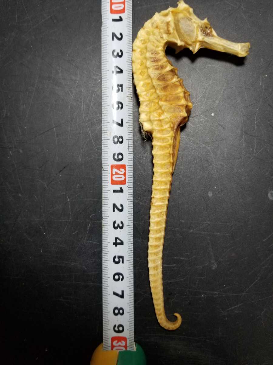 タツノオトシゴ剥製 科学 自然 売買されたオークション情報 Yahooの商品情報をアーカイブ公開 オークファン Aucfan Com