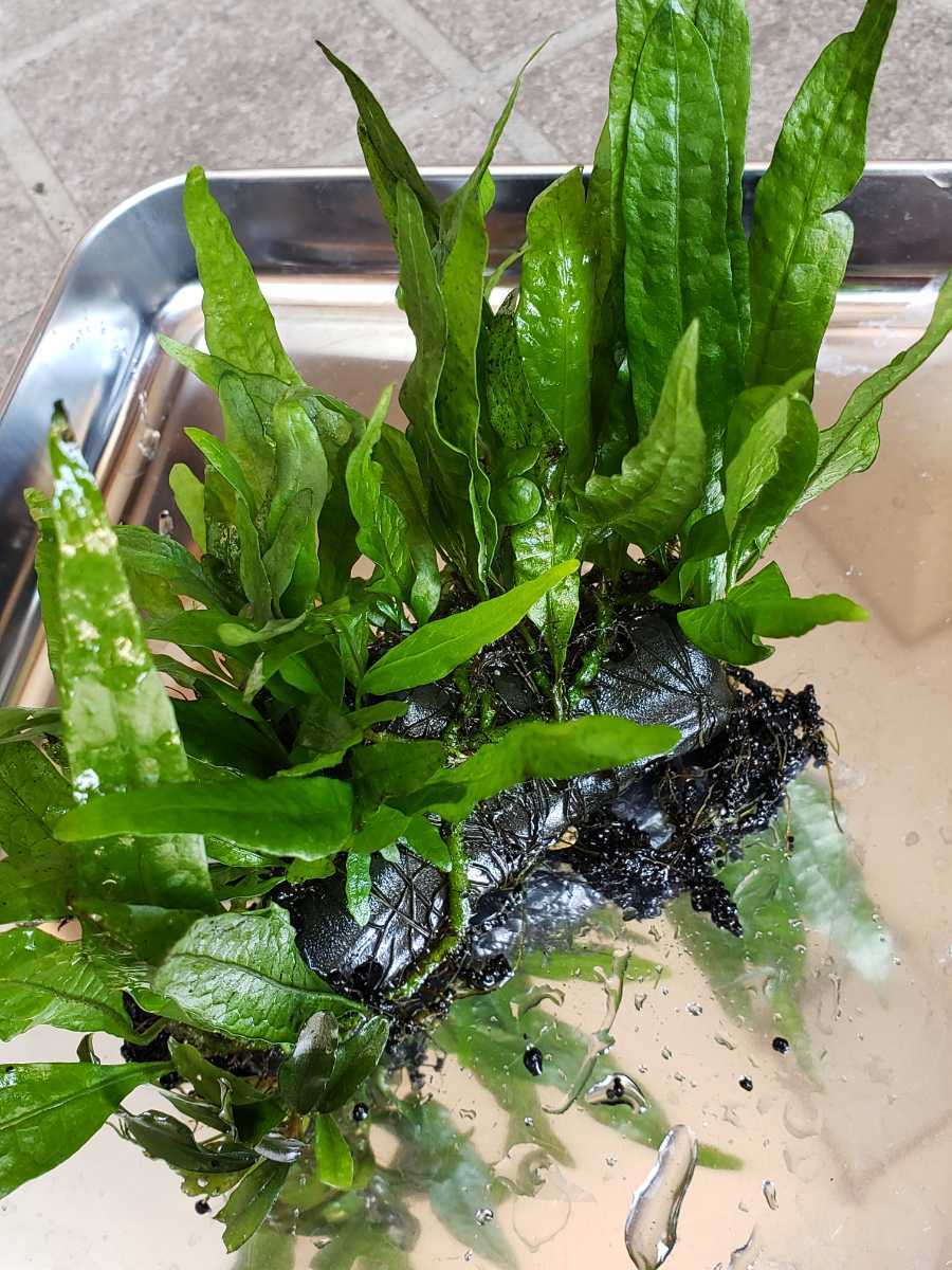 ミクロソリウムsp ソードリーフ 流木型シェルター活着済み アクアリウム 水草 水草水槽 Gexシェルター その他 売買されたオークション情報 Yahooの商品情報をアーカイブ公開 オークファン Aucfan Com