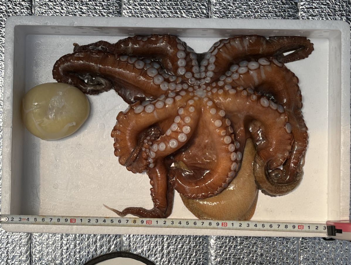 たこの卵 たこ タコ 大サイズ 生真だこ 1杯 約1430g 内蔵 墨処理後 約1300g 兵庫県 淡路島産 活冷凍 ヤマト冷凍便60サイズ タコ 売買されたオークション情報 Yahooの商品情報をアーカイブ公開 オークファン Aucfan Com