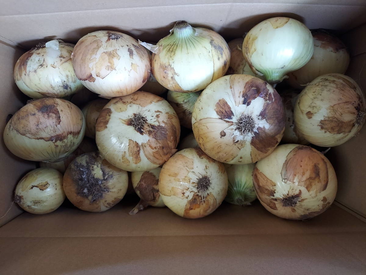新玉ねぎ 10kg ｜ 野菜⁄玉ねぎ 千葉県白子町産 白子町産 農家 千葉県 