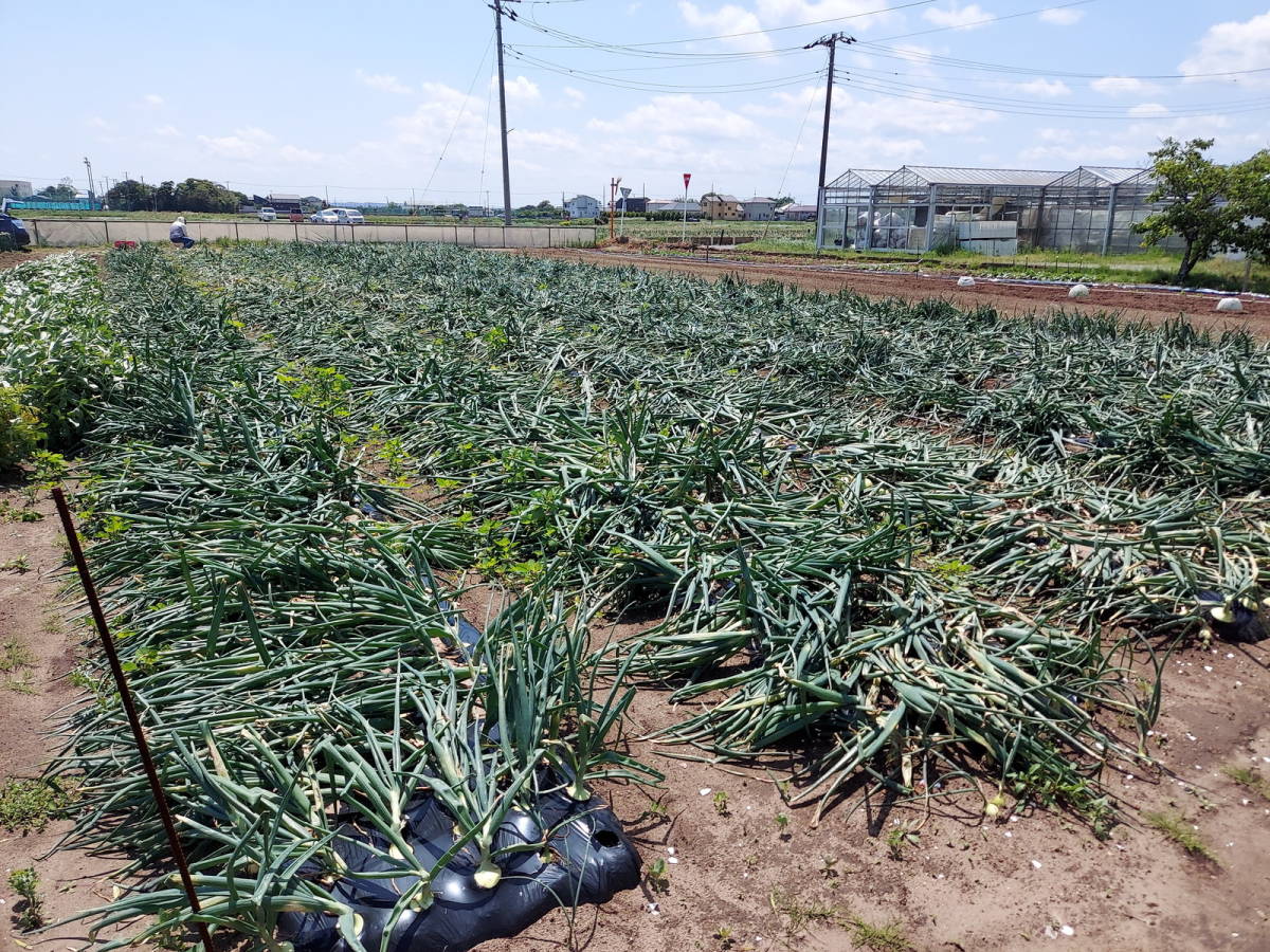 新玉ねぎ 10kg ｜ 野菜⁄玉ねぎ 千葉県白子町産 白子町産 農家 千葉県 
