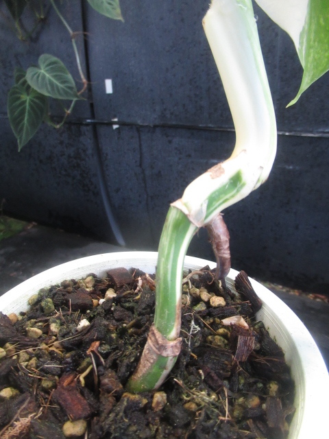 KN 1円！ 白斑モンステラ ハーフムーン ボルシギアナ（MONSTERA