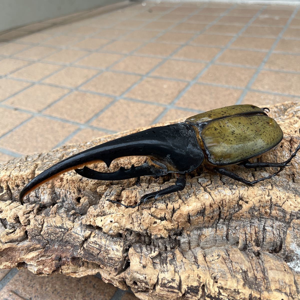 D.Hヘラクレス ♂163mm 標本材料 死虫 パーツ取り(外国産)｜売買された  