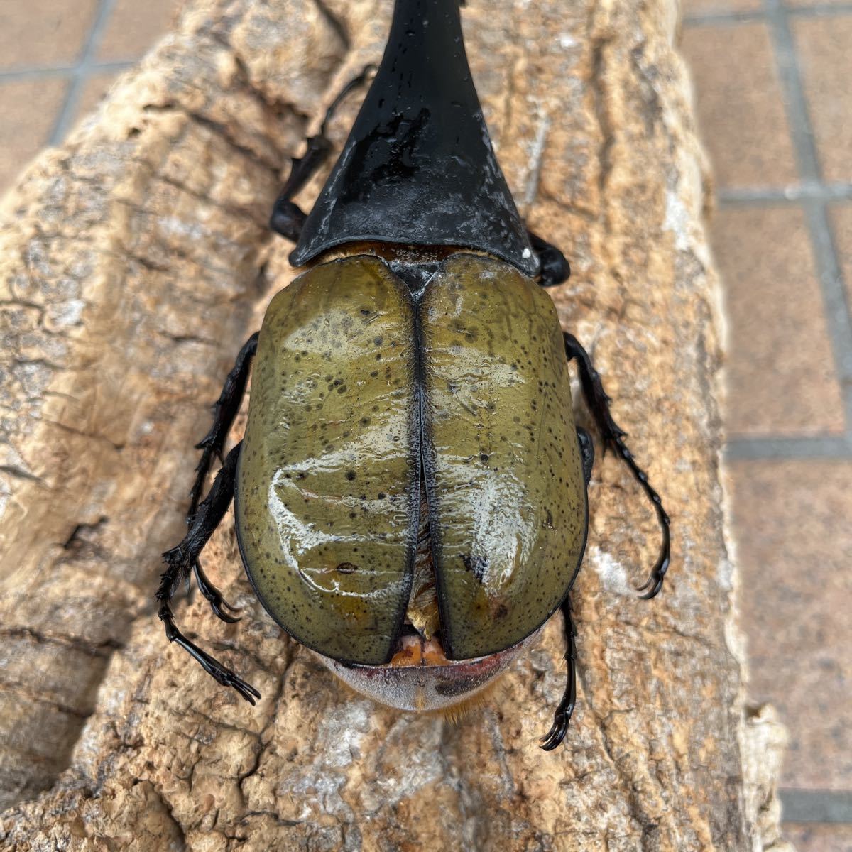 ヘラクレス 163mm 標本 【公式通販】