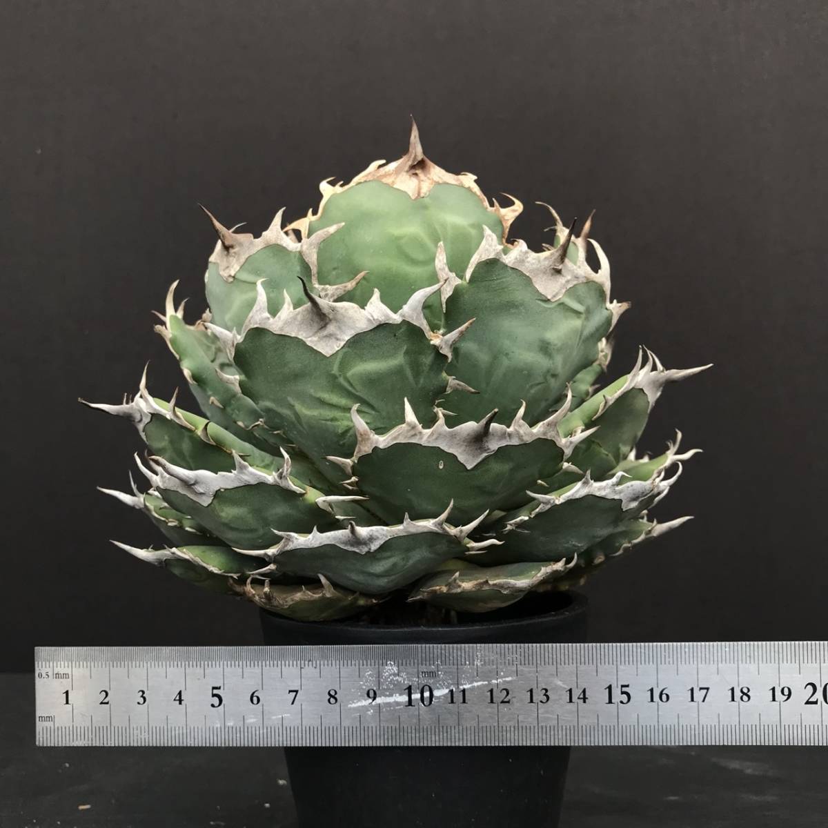 チタノタ アガベ 多肉植物 特選 狂刺夕映 | 龍園觀No.414 龍園觀①No
