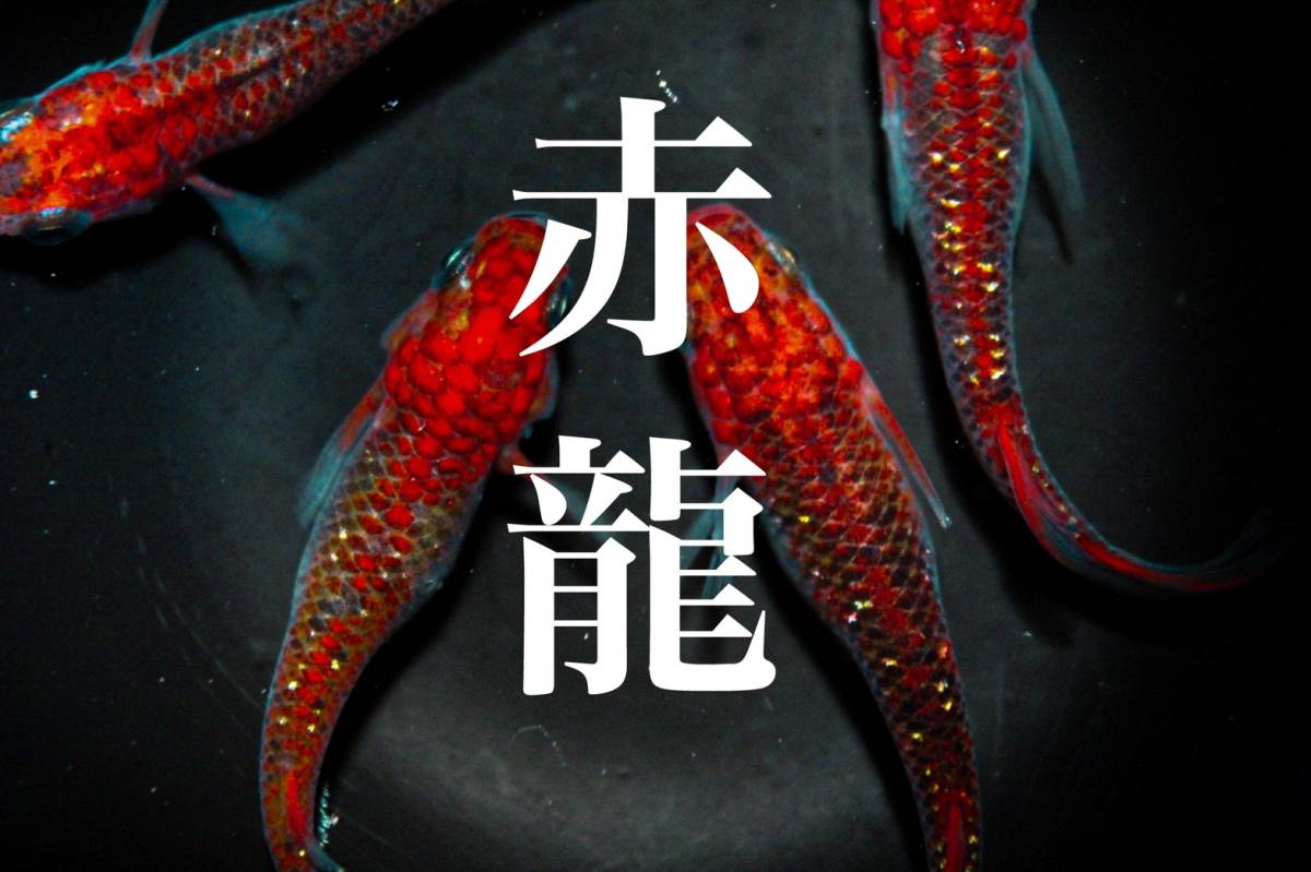 右京めだか 極上な赤 赤龍帝 めだか 有精卵15個 サファイア キッシング ラメ王 サボラメ めだか 売買されたオークション情報 Yahooの商品情報をアーカイブ公開 オークファン Aucfan Com