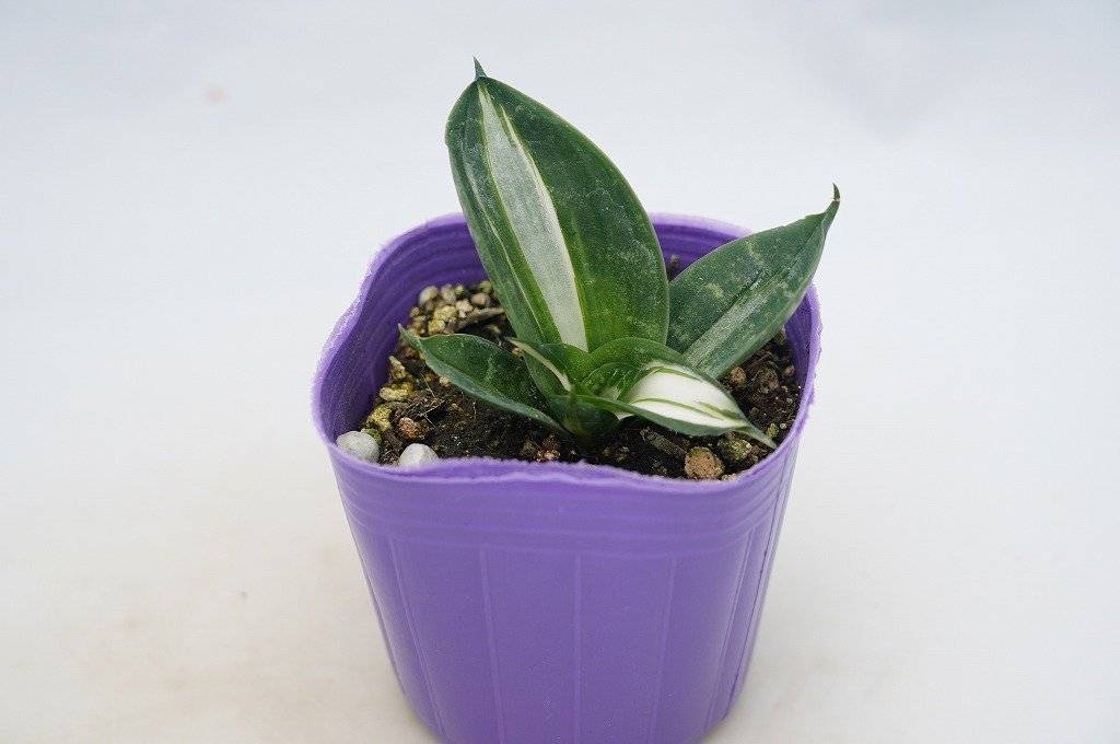 To 珍種 種 Dracaena Trifasciata Hahnii Streaker サンセベリア ハーニー ストリーカー サンスベリア ドラセナ 3号苗 60サイズ ドラセナ 売買されたオークション情報 Yahooの商品情報をアーカイブ公開 オークファン Aucfan Com