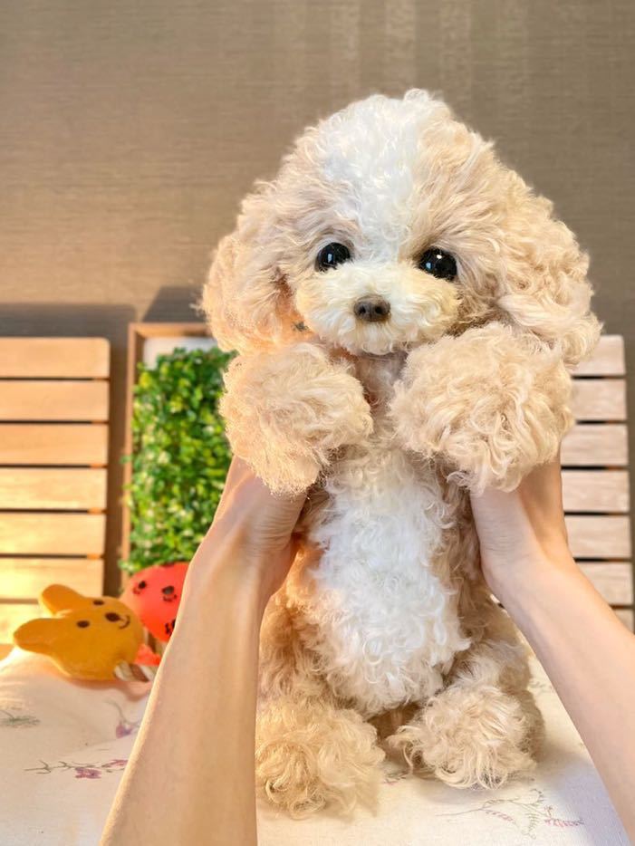 ぽぽみ*＊ ミックス犬 マルプー 赤ちゃん アプリコット ぬいぐるみ