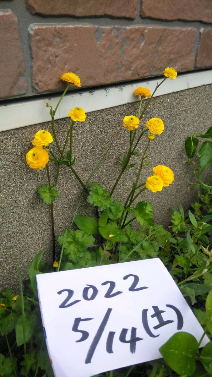 ラナンキュラスゴールドコイン 苗 5株 550円 耐寒性抜群 多年草 宿根草 黄色 その他 売買されたオークション情報 Yahooの商品情報をアーカイブ公開 オークファン Aucfan Com