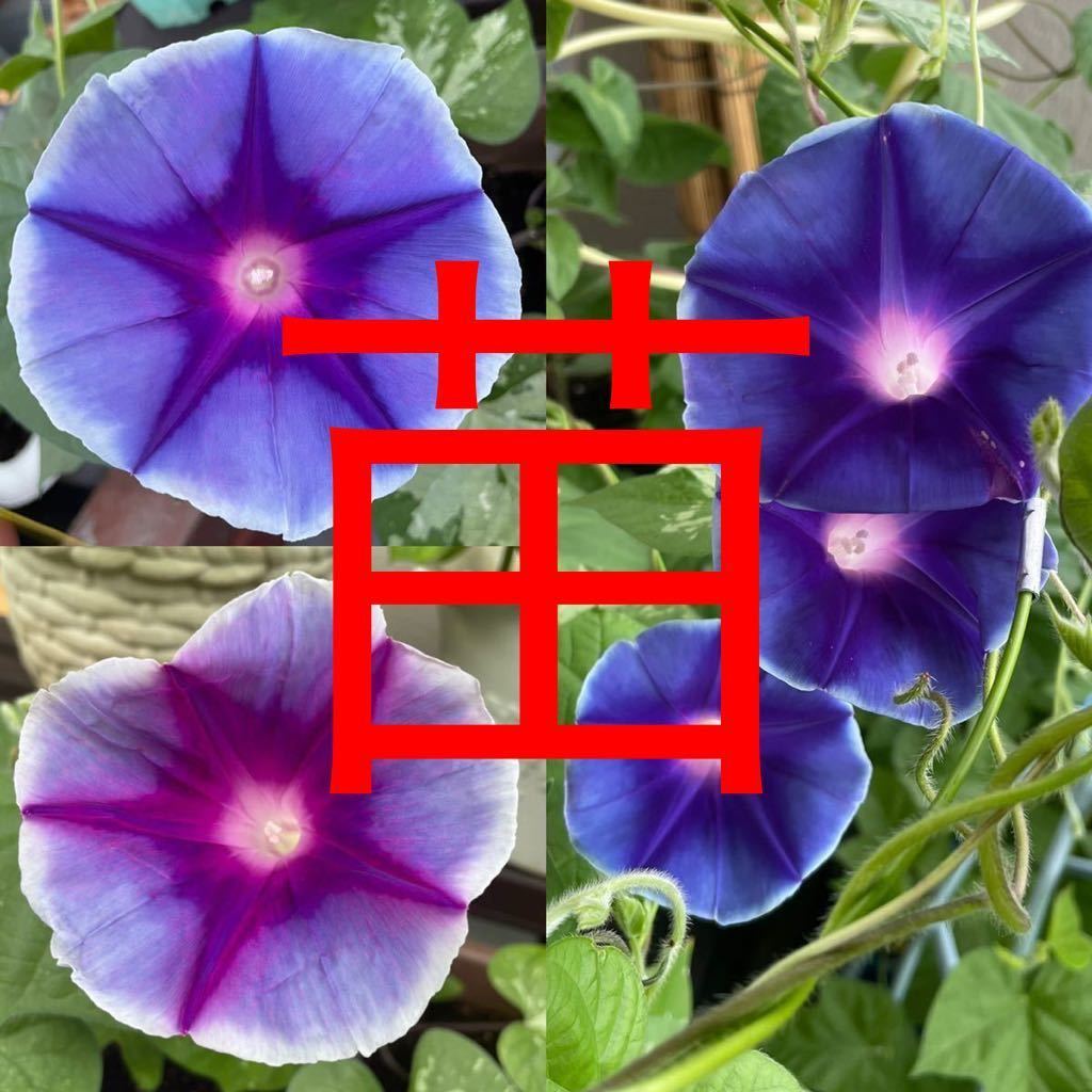 ブルーサンダーの苗 アサガオの苗 朝顔の苗 斑入り葉 グラデーション 青 バイオレットブルー 紫 車絞り 苗 売買されたオークション情報 Yahooの商品情報をアーカイブ公開 オークファン Aucfan Com