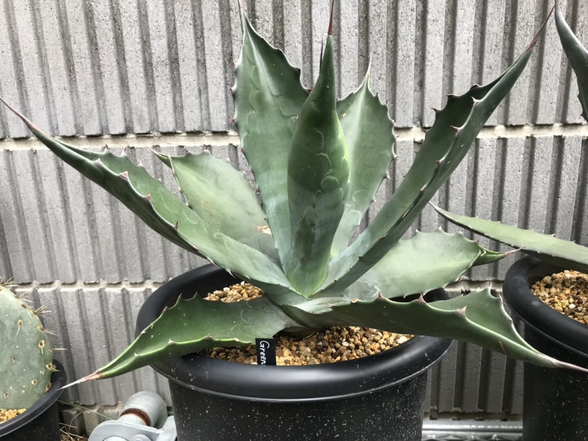 アガベ agave Ferox Green Goblet グリーンゴブレット Agave salmiana