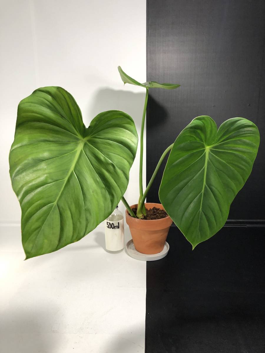 正規品，セール フィロデンドロン パスタザナム | Philodendron Pastazanum | アンスリウム アロカシア モンステラ(モンステラ)｜売買されたオークション情報、yahooの商品情報をアーカイブ公開 - オークファン モンステラ