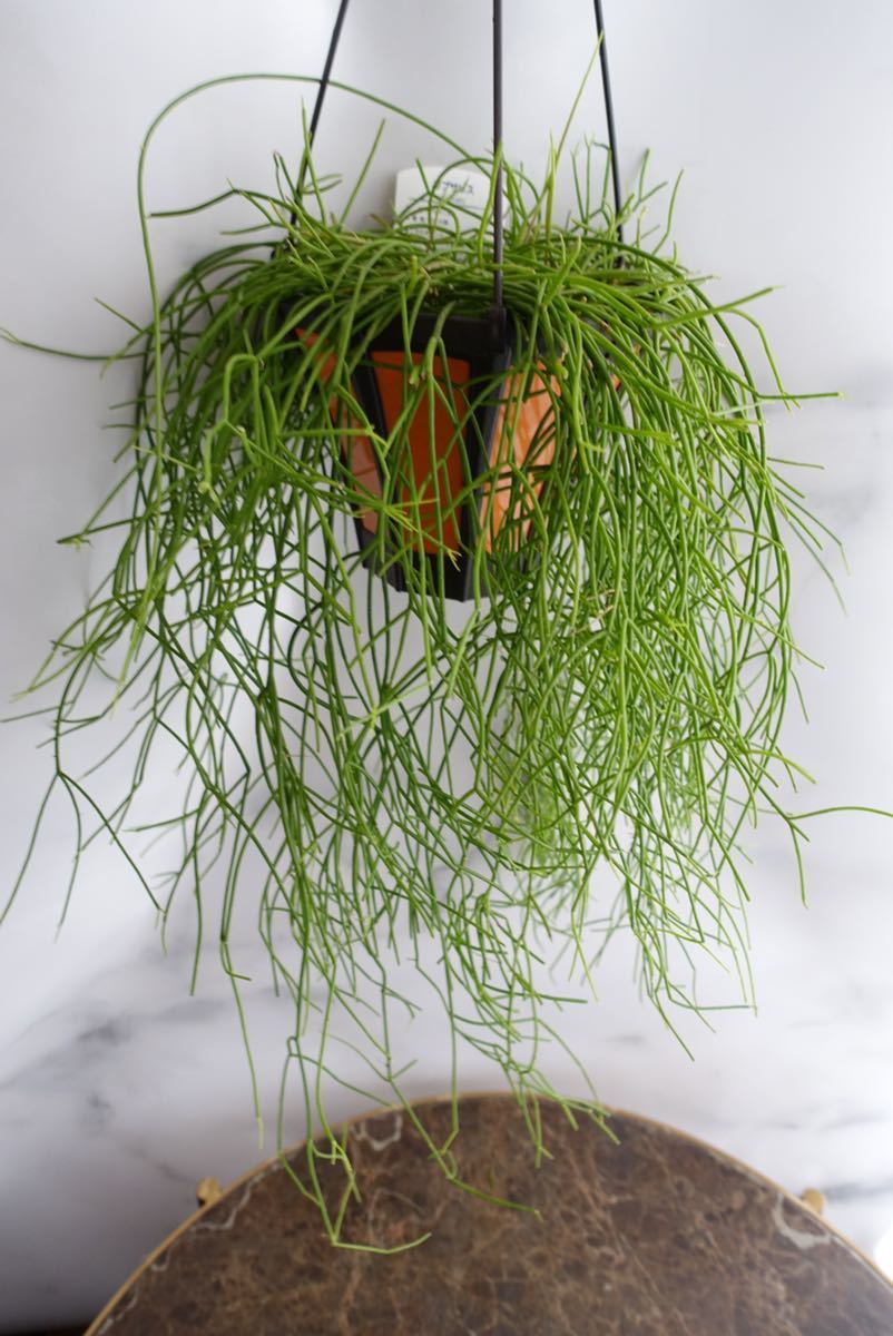 リプサリス カスッサ 観葉植物 森サボテン 多肉植物 吊り下げ 室内 サボテン 売買されたオークション情報 Yahooの商品情報をアーカイブ公開 オークファン Aucfan Com