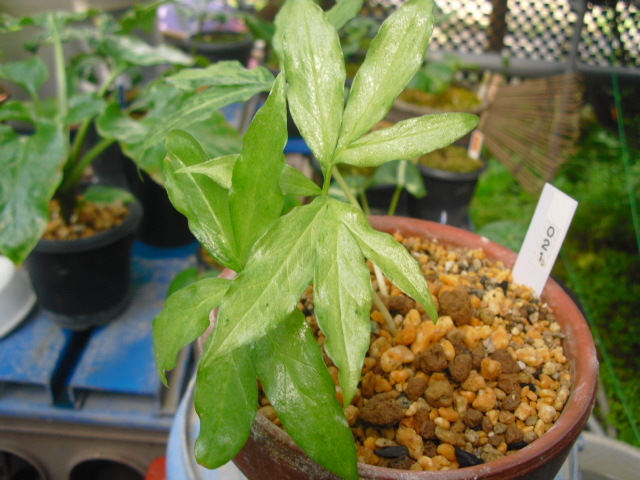 虹まとめ売り 良個体！マンゴスチン 中苗 [熱帯果樹] Garcinia mangostana [個体番号