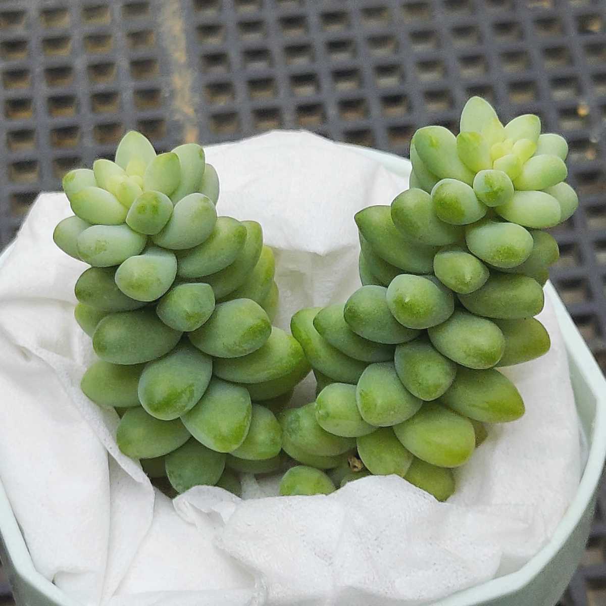 ビアホップ セダム 多肉植物 カット苗 サボテン 売買されたオークション情報 Yahooの商品情報をアーカイブ公開 オークファン Aucfan Com ビアホップ セダム 多肉植物 カット苗 サボテン 売買されたオークション情報 Yahooの商品情報をアーカイブ公開 オークファン Aucfan Com