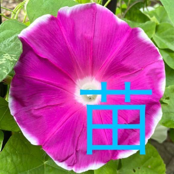 暁の錦 大輪朝顔の苗 アサガオの苗 あさがおの苗 ピンク 紅色 覆輪 その他 売買されたオークション情報 Yahooの商品情報をアーカイブ公開 オークファン Aucfan Com