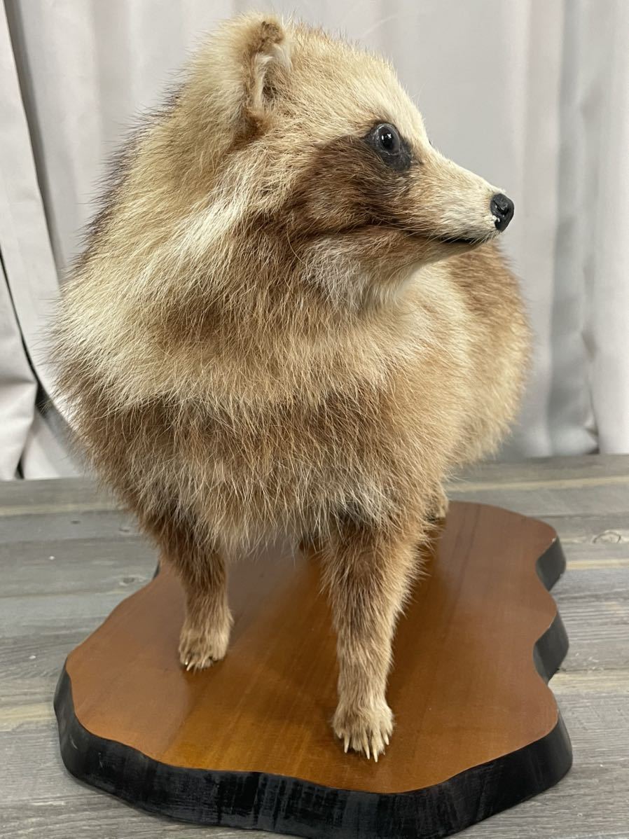 4452 たぬきの剥製 狸 タヌキ(科学、自然)｜売買されたオークション