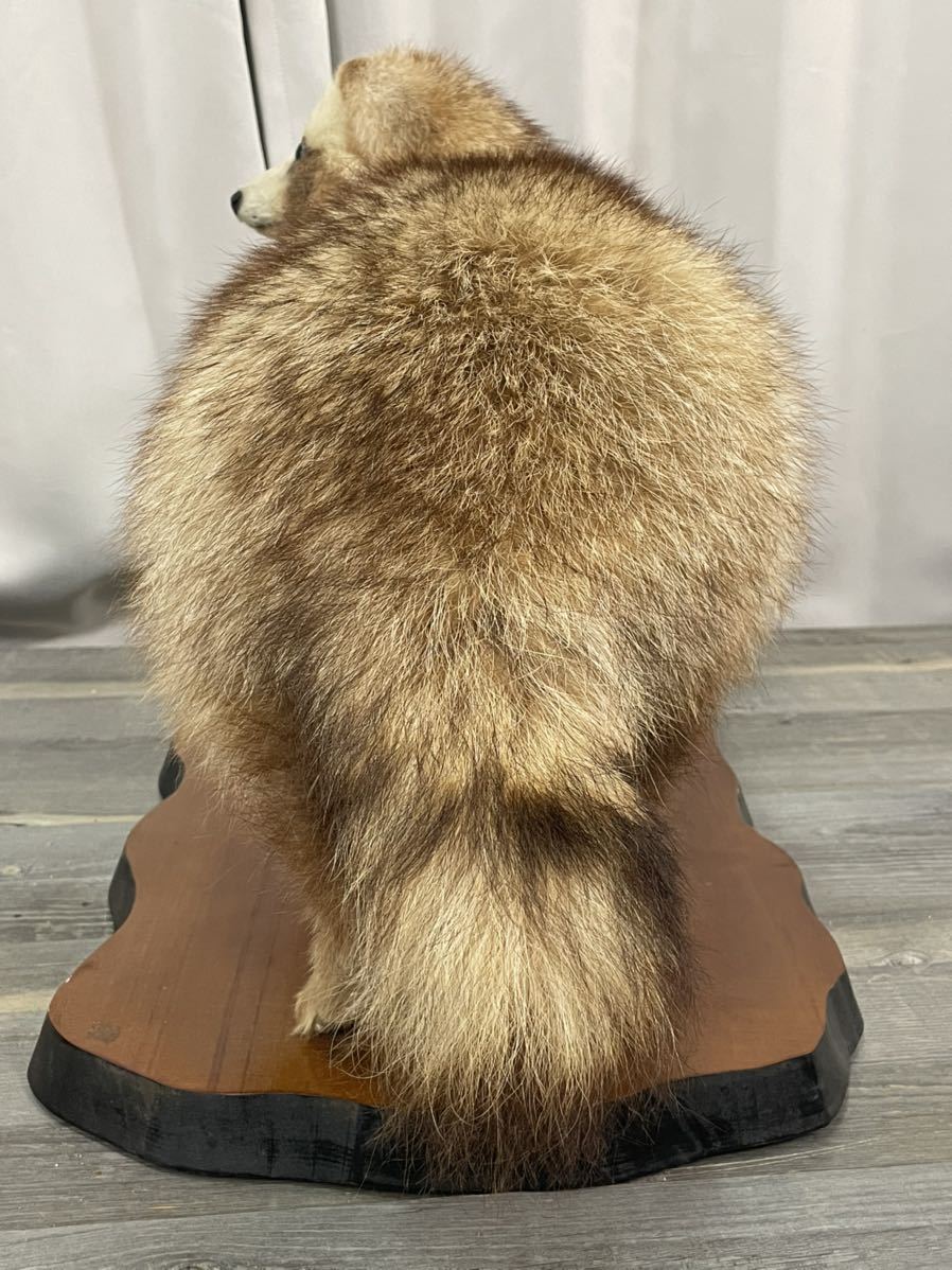 4452 たぬきの剥製 狸 タヌキ(科学、自然)｜売買されたオークション
