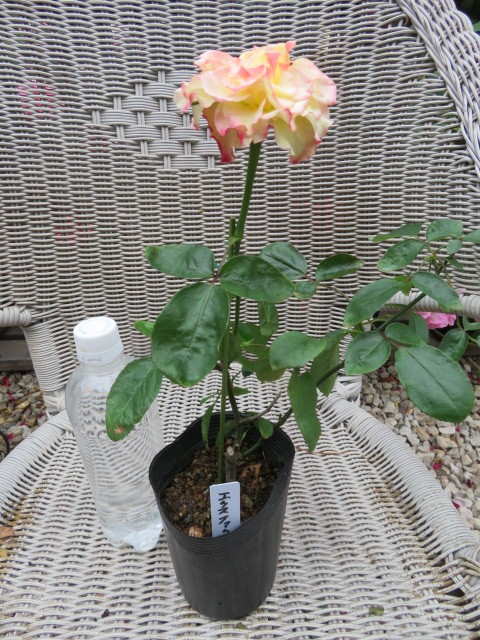 輸入切り花種 個性的なバラ エクスファクター挿し木２年苗開花中 バラ 売買されたオークション情報 Yahooの商品情報をアーカイブ公開 オークファン Aucfan Com