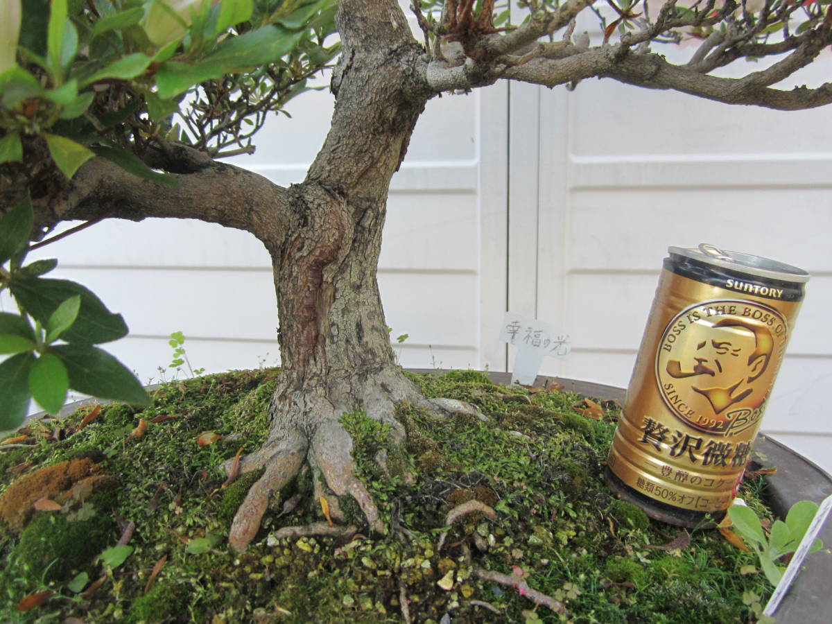 Bonsai – SIX GINZA | BONSAI TRADMAN'S × SCUOLA 公式52TOYS GSIX ART BLINDBOX ANCIENTS 盆栽 盆栽エンパイア