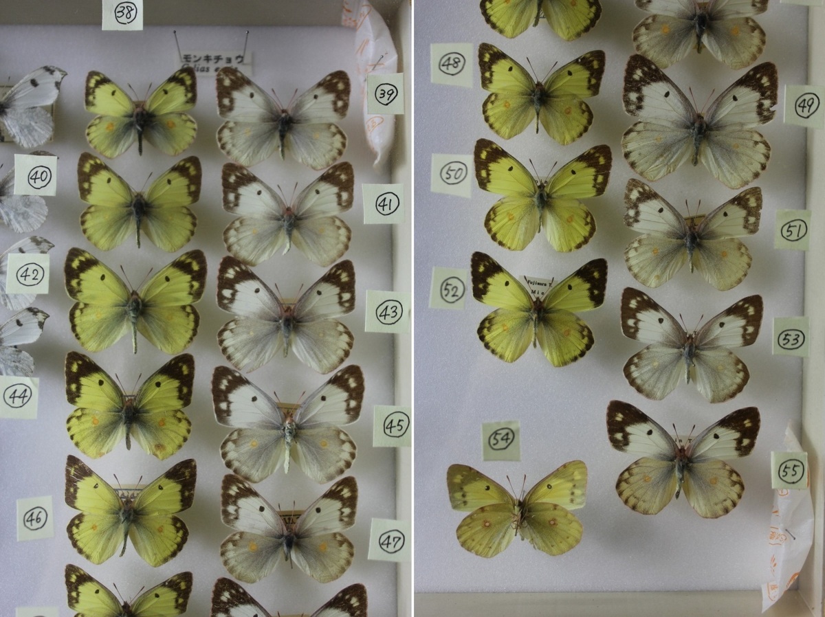 12ypd 蝶標本 シロチョウ科 ツマキチョウ モンキチョウ他 木製ケース付き 計55点 昆虫標本 三重 長野 国産 その他 売買されたオークション情報 Yahooの商品情報をアーカイブ公開 オークファン Aucfan Com