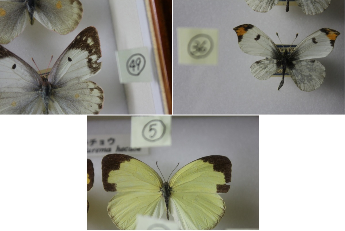 12ypd 蝶標本 シロチョウ科 ツマキチョウ モンキチョウ他 木製ケース付き 計55点 昆虫標本 三重 長野 国産 その他 売買されたオークション情報 Yahooの商品情報をアーカイブ公開 オークファン Aucfan Com