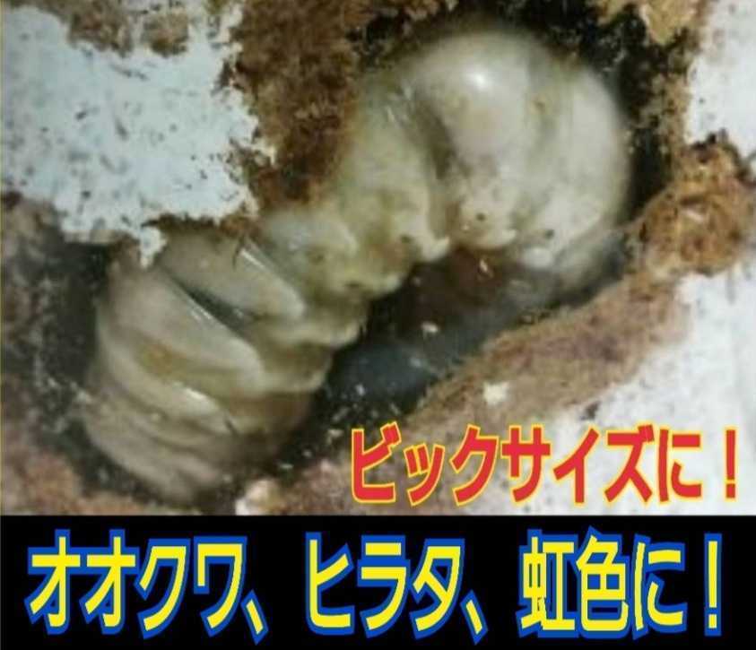 菌糸ブロック 極上！初菌使用☆ヒマラヤひらたけ 極上！ヒマラヤひら