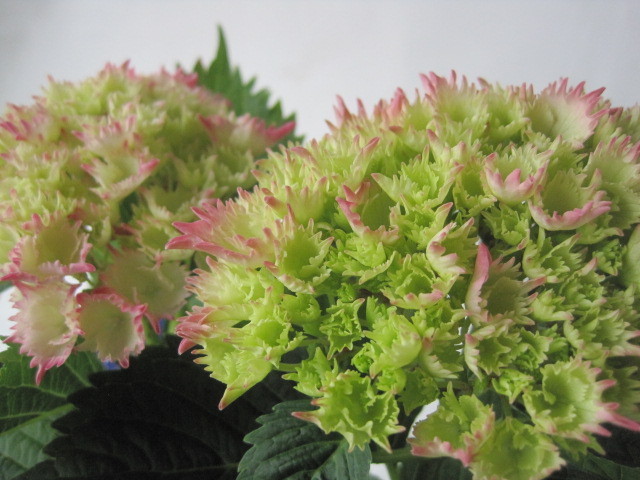 園芸ネット本店｜アジサイ：星なでしこ（ピンク）4号鉢植え アジサイ