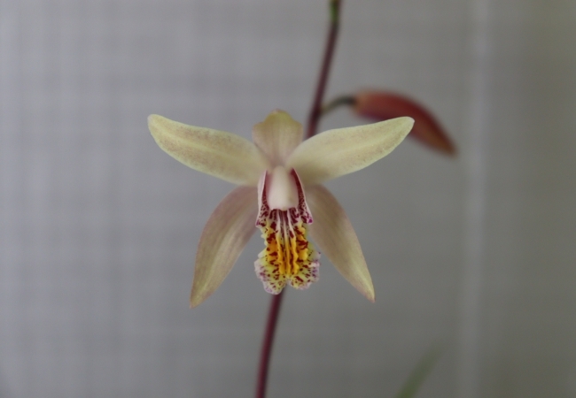 雲南産原種オレンジ系小白笈 花芽2本付き 開花中 シラン 蘭 エビネ 野生ラン 山野草 ラン 売買されたオークション情報 Yahooの商品情報をアーカイブ公開 オークファン Aucfan Com