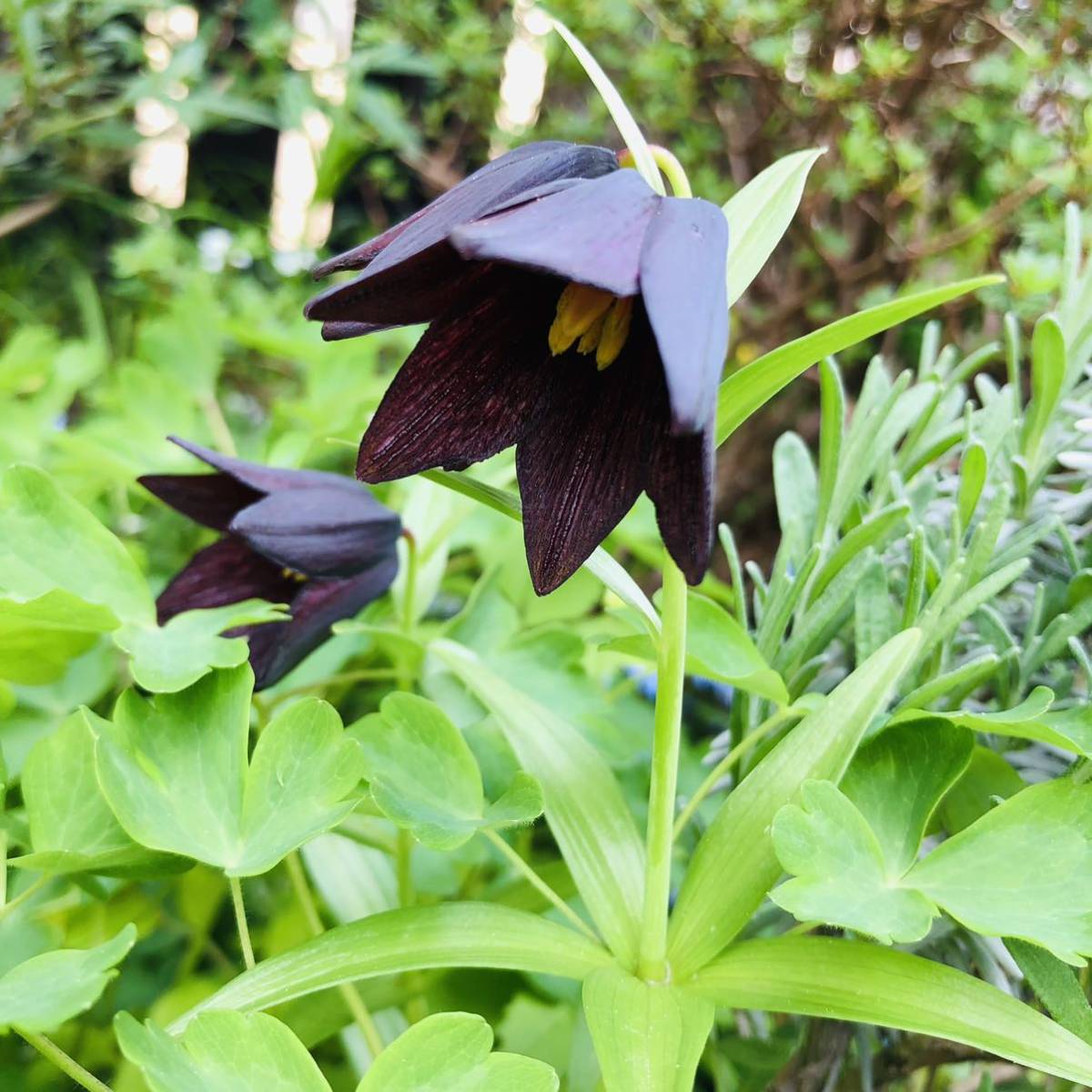 北海道 黒百合 球根 2球 クロユリ 黒ユリ 球根 売買されたオークション情報 Yahooの商品情報をアーカイブ公開 オークファン Aucfan Com