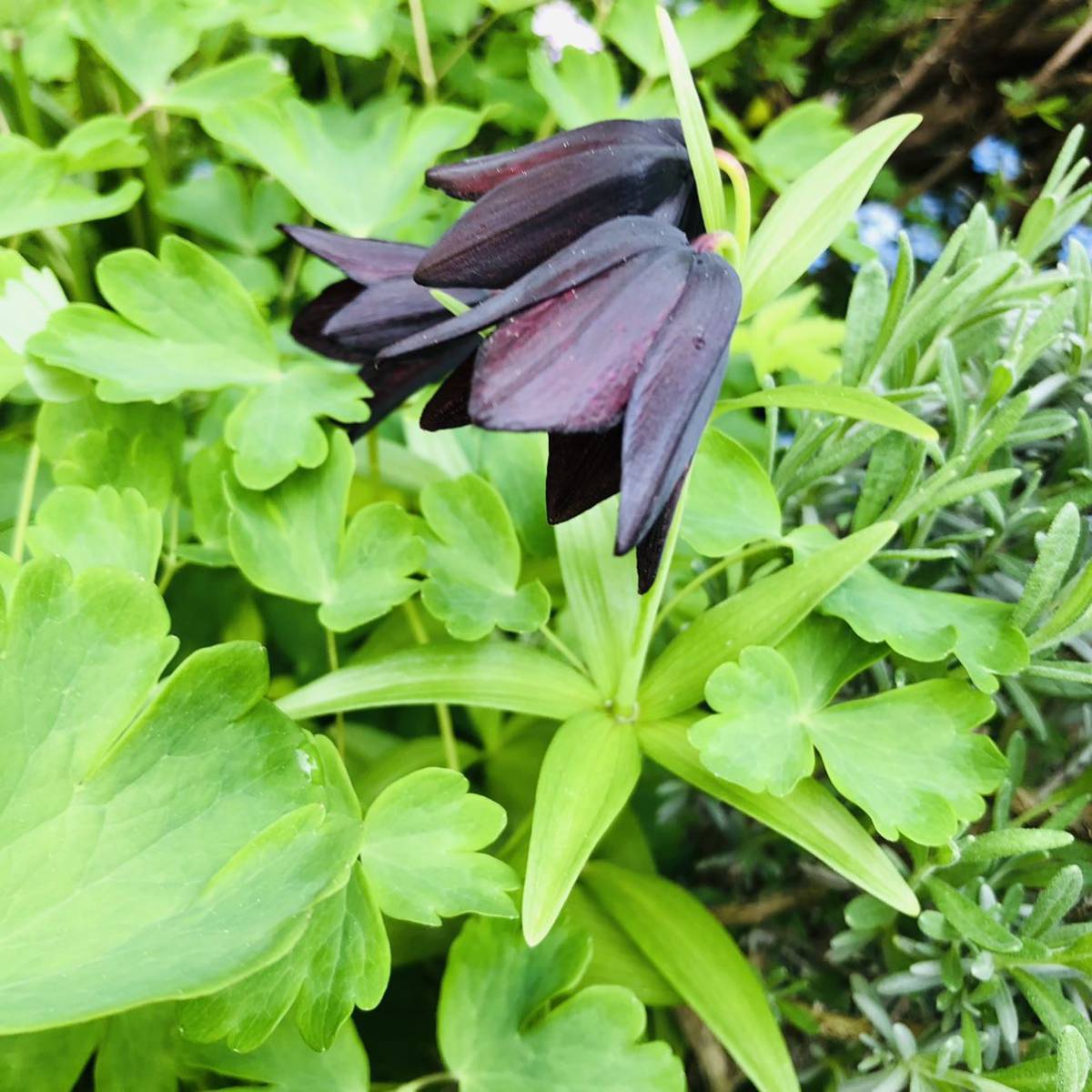 北海道 黒百合 球根 2球 クロユリ 黒ユリ 球根 売買されたオークション情報 Yahooの商品情報をアーカイブ公開 オークファン Aucfan Com