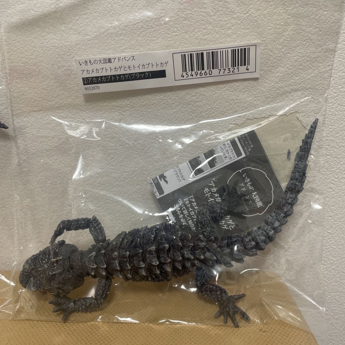 最新最全の いきもの大図鑑アドバンス アカメカブトトカゲ ブラック Www Anavara Com