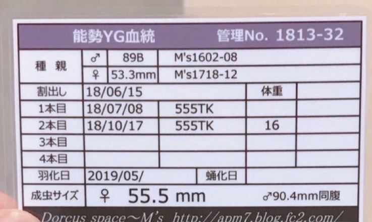 オオクワガタが如く】能勢YG血統 ♂92ミリB×♀56．9ミリ（90.2×90