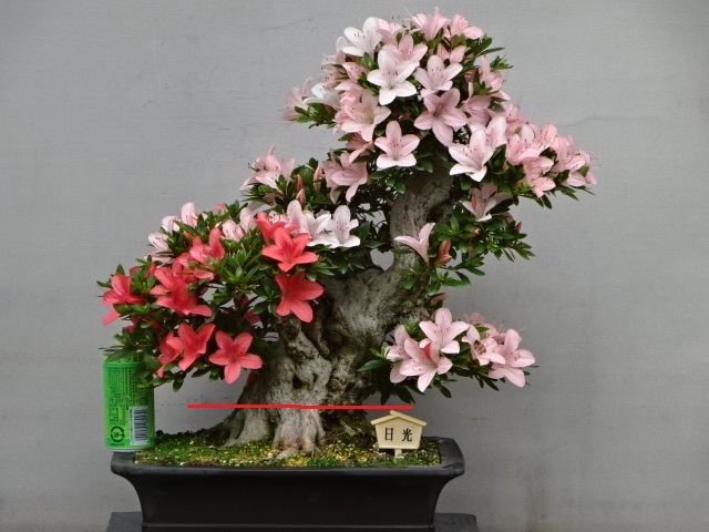 趣味のさつき 古花の 品種の中品 日 光 樹高42 幹回り38 皐月盆栽 皐月 さつき 売買されたオークション情報 Yahooの商品情報をアーカイブ公開 オークファン Aucfan Com