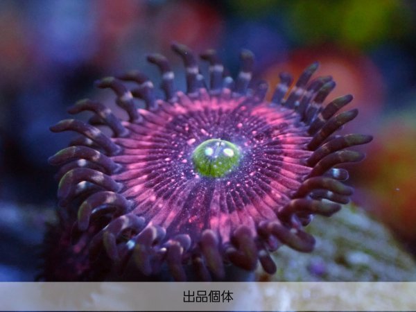 取寄品 【SWAT】☆USAマメスナ☆Pink Zipper Zoanthids ☆マメ