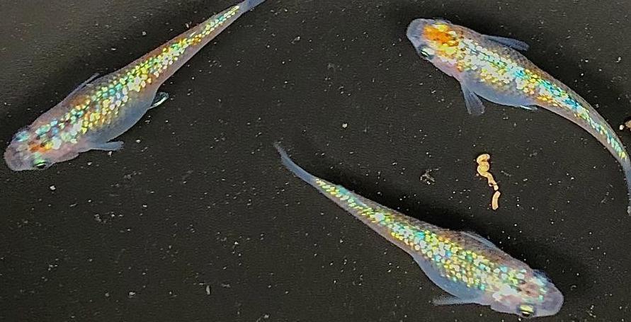 あ夕めだか ユリシス 有精卵 10個 A 虹色 レインボー 大 極ラメ メダカ卵 高級メダカ 有精卵 屋外飼育 めだか 売買されたオークション情報 Yahooの商品情報をアーカイブ公開 オークファン Aucfan Com