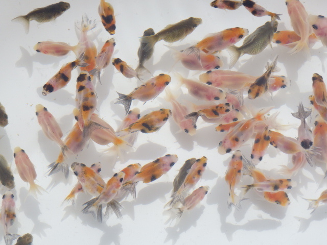 【全国一律送料無料】だるま琉金　稚魚　2.5～3.5ｃｍ前後　　4０匹セツト