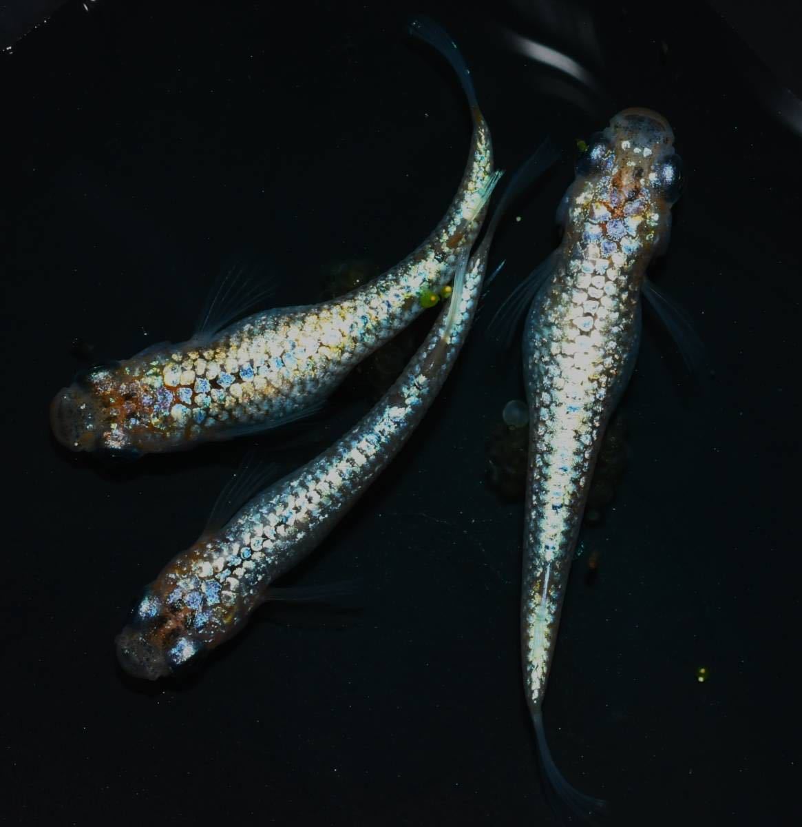 メダカファーム本陣 （西郷めだか様購入個体）ユリ王F5（ユリシスx